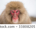 Japanese macaque 33808205
