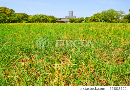 Scenery of Osaka Castle Nishinomaru garden 33808321