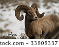 Wildlife goat 33808337