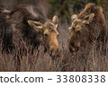 Wild animal moose 33808338