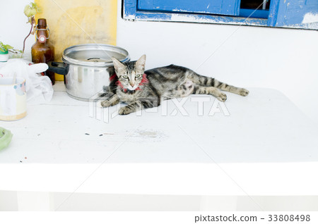 Cats of Mykonos, Greece 33808498