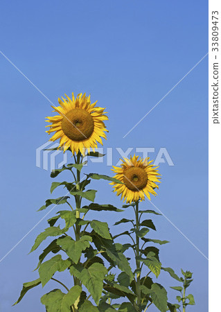 sunflower sunflower 33809473
