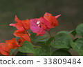 Flower 33809484