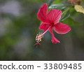 Flower 33809485