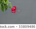 Flower 33809486