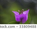 Flower 33809488