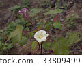cotton 33809499