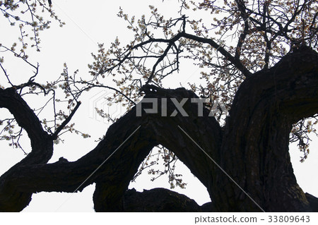 Maehwa，Woeryong Mae，Kimhae建築技術高中，Gyehanam，Gyeongnam 33809643