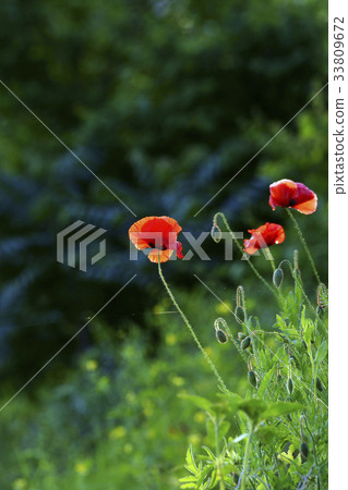 poppy poppy 33809672