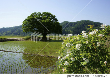 莫，桔梗，圓zelkova，Boeun-gun，Chungbuk 33809676