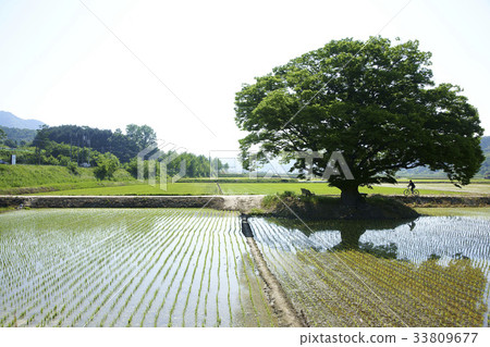 Mo，Jung Won Zeli Tree，Boeun-gun，Chungbuk 33809677