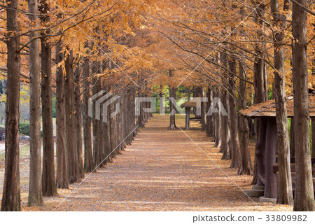 京畿道慶州市慶尚南道植物園慶尚南道森林環境研究所，Metasequire 33809982
