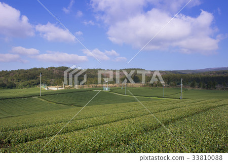 Green tea field, Doosun tea garden, Seogwipo city, Jeju island 33810088