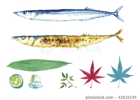 太平洋秋刀魚集合水彩插圖 33810145