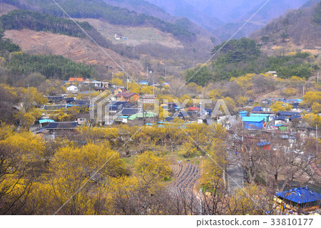 Mountain oil, Shandong, Gurye-gun, Jeonnam 33810177