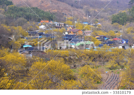 Mountain oil, Shandong, Gurye-gun, Jeonnam 33810179