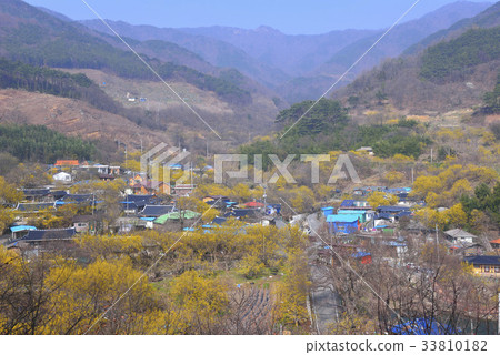 Mountain oil, Shandong, Gurye-gun, Jeonnam Mountain oil, Shandong, Gurye-gun, Jeonnam 33810182