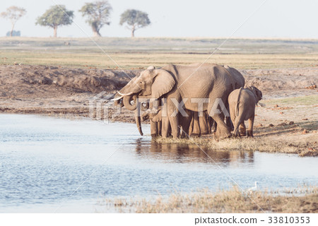 Group of African Elephants drinking water Group of African Elephants drinking water 33810353