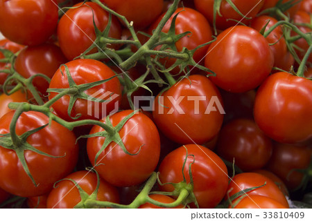 tomato tomato 33810409