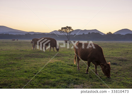 Hanwoo, Samdasu Ranch, Jocheon-eup, Jeju-si, Jeju-do 33810473