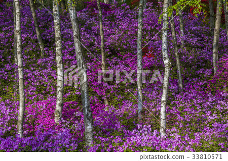 Birch, Yongin-si, Gyeonggi-do Birch, Yongin-si, Gyeonggi-do 33810571