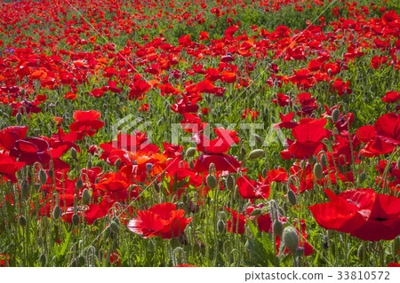poppy poppy 33810572
