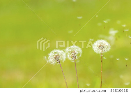 萬聖節,蒲公英 萬聖節,蒲公英 33810618
