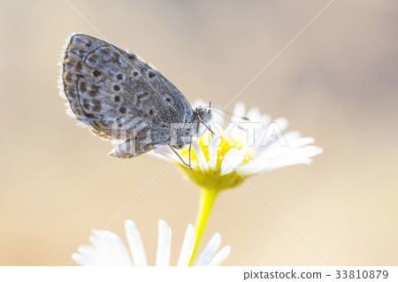 Deficiency butterfly 33810879