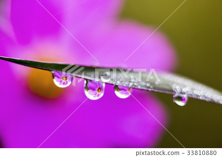 Grass, dew Grass, dew 33810880