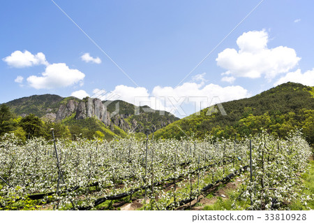 蘋果樹,蘋果田,Juwangsan,浮面,青松郡,Gyeongbuk 蘋果樹,蘋果田,Juwangsan,浮面,青松郡,Gyeongbuk 33810928