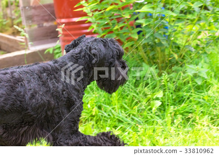dog of Zwergschnauzer Close-up 33810962