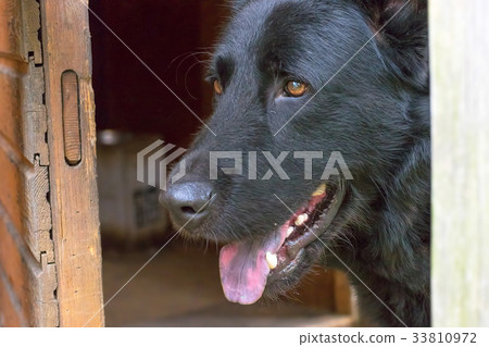 Caucasian Shepherd Dog 33810972