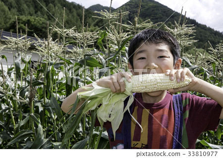 Boy eating a white corn Boy eating a white corn 33810977