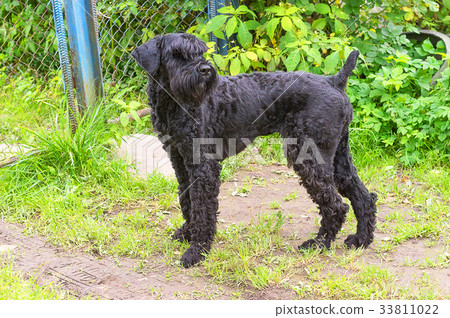 dog of Zwergschnauzer Close-up 33811022