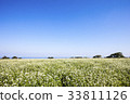 Buckwheat field, Jocheon-eup, Jeju-si, Jeju-do 33811126