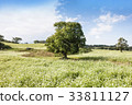 Buckwheat field, Jocheon-eup, Jeju-si, Jeju-do 33811127