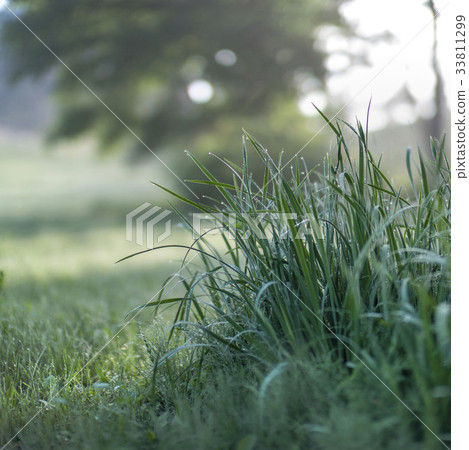 草，露水 33811299