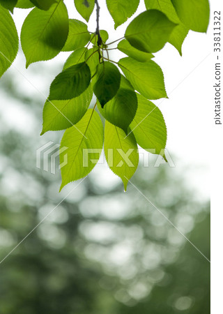 Leaf, cherry tree 33811322