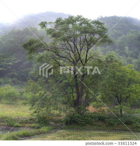 Chungjuk tree, Boryeong-si, Chungnam 33811324