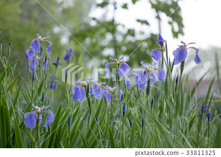 鳶尾花 33811325