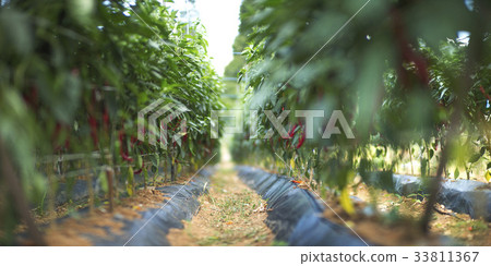 Pepper field 33811367