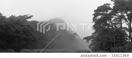 Pine,Sungju,Boryeong,Chungnam Pine,Sungju,Boryeong,Chungnam 33811369