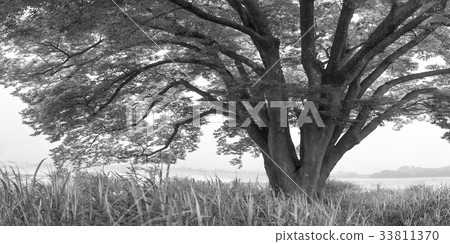 Zelty Tree, Boryeong, Chungnam Zelty Tree, Boryeong, Chungnam 33811370