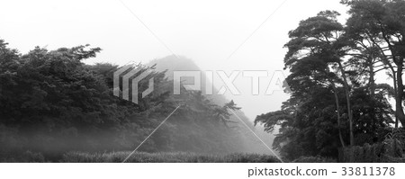 Pine, Sungju, Boryeong, Chungnam Pine, Sungju, Boryeong, Chungnam 33811378