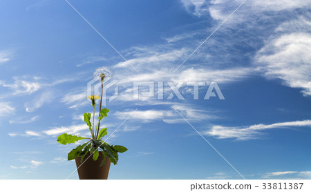 萬聖節,蒲公英,花盆 萬聖節,蒲公英,花盆 33811387