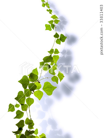 Leaves, vine 33811403