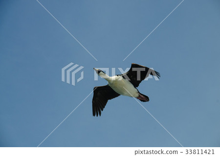 South Georgian Imperial Shags 33811421