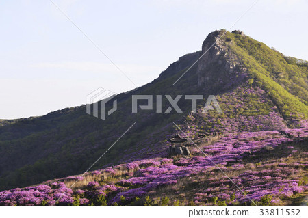 Azalea, Hwangmaesan castle, Hwangmae Mountain, Hapcheon-gun, Gyeongnam Azalea, Hwangmaesan castle, Hwangmae Mountain, Hapcheon-gun, Gyeongnam 33811552