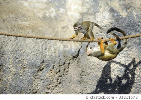 Squirrel monkey Squirrel monkey 33811578