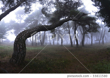 Pine trees, Lim-ri, Boeun-gun, Chungbuk Pine trees, Lim-ri, Boeun-gun, Chungbuk 33811580